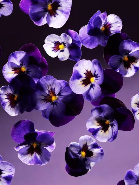 Аромадифузор Rituals The Private Collection Smooth Violet Mini Fragrance Sticks, 100мл. 1653 фото